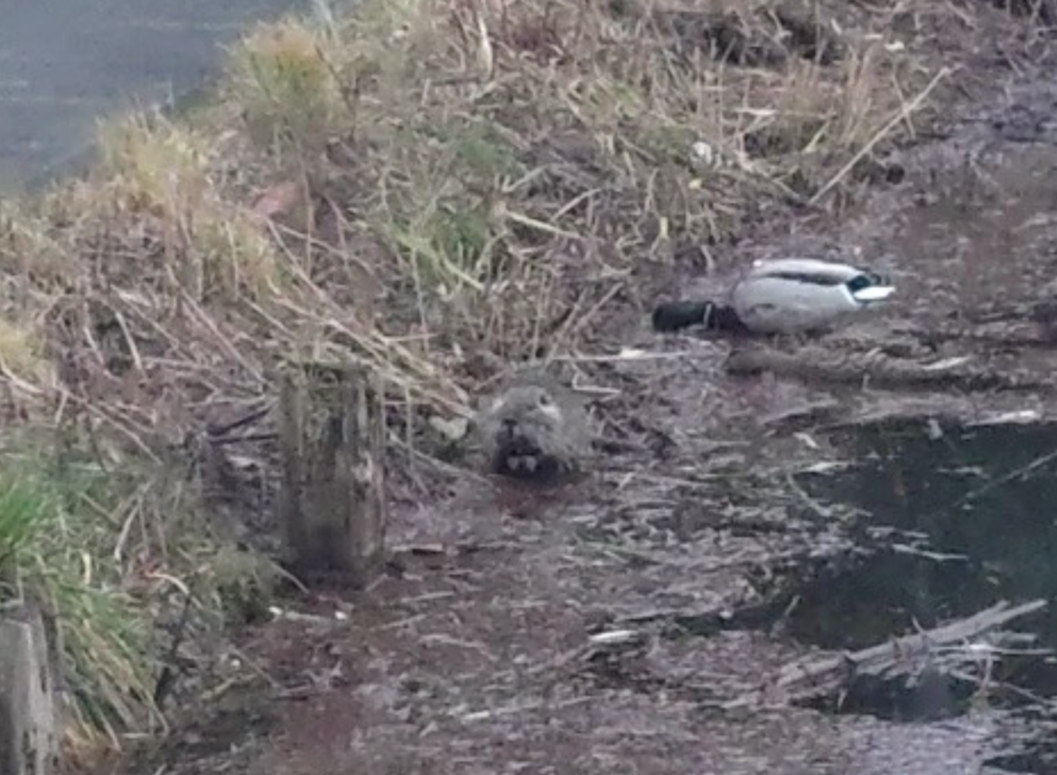 Nutria